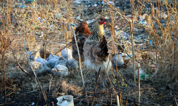 Australia Turns to Vaccination as H5N1 Puts Native Birds at Risk